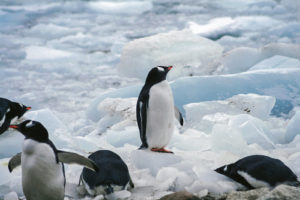 ひとりぼっちのペンギン
