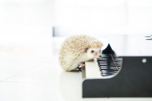 ピアノを弾くハリネズミ