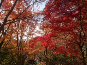 城山公園の紅葉