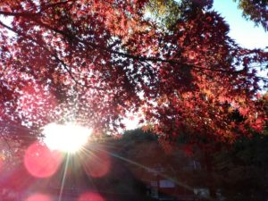 東山動植物園の紅葉