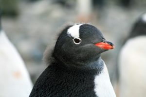 無表情のペンギン