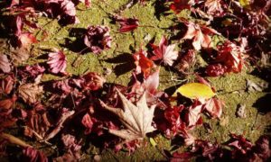 色とりどりの落ち葉